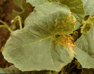 Las lesiones se concentraron en la zona del limbo cerca del pecíolo. Estos, inicialmente cloróticos, se volvieron necróticos y adquirieron un tinte marrón. <b><i>Melon necrotic spot virus</i></b>, MNSV.