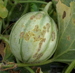 Varias manchas corchosas y agrietadas grandes alteran localmente esta fruta de melón.  <i> <b> Cladosporium cucumerinum </b> </i> (cladosporiosis)