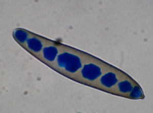 Corynespora1
