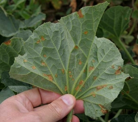 Bajo el limbo, las manchas revelan un halo aceitoso en la periferia cuando no son demasiado viejas y / o el clima no es seco.  <i> <b> Pseudomonas syringae </b> </i> (tizón bacteriano del melón)