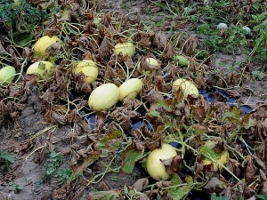 Todas las hojas de estos tallos de melón fueron destruidas por el mildiú.  <i> <b> Pseudoperonospora cubensis </b> </i>