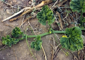 En este extremo de la rama, todas las hojas están fuertemente en mosaico y deformadas (arrugadas, ampolladas ...).<b><i>Watermelon mosaic virus</i></b>, WMV.