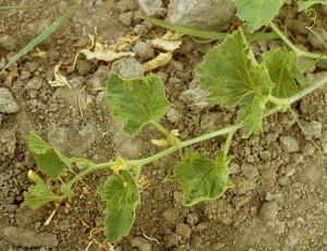 Las hojas de esta ramita de melón están en mosaico y ligeramente deformadas. <b><i>Watermelon mosaic virus</i></b>, WMV.