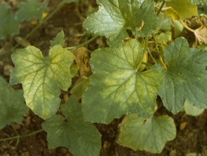 Algunas hojas de este tallo de melón muestran un amarilleo entre las venas homogéneo.  <b><i>Cucurbit aphid-born yellows virus</i></b>, CABIV.