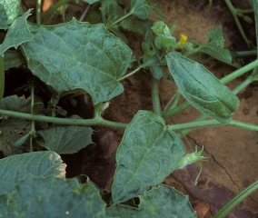  Este tallo de melón son más estrechas, lanceoladas y algo en mosaico. <b><i>Squash mosaic virus</i></b>, SqMV.