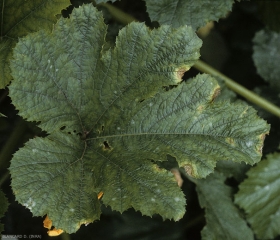 Varias manchas beige con un halo amarillo se encuentran en el borde de una hoja de calabacín. <b> <i> Botrytis cinerea </i> </b>.