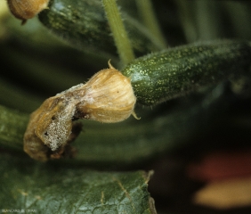Fruta joven de calabacín cuyos pétalos infectados y podridos permitirán una rápida contaminación de la fruta. <b> <i> Botrytis cinerea </i> </b>