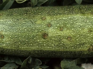 Detalle de pequeñas cancros y manchas de grasa en esta fruta de calabacín.  <b> <i> Cladosporium cucumerinum </i> </b> (cladosporiosis).