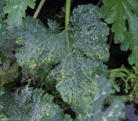 En esta hoja más vieja, los tejidos centrales de algunas manchas se han roto y caído, dando a la hoja una apariencia acribillada.  <b> <i> Cladosporium cucumerinum </i> </b> (cladosporiosis).