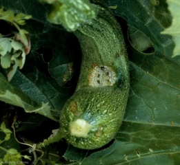 Esta fruta presenta lesiones húmedas durante el desarrollo y una grieta corchosa tras un ataque anterior.  <b> <i> Cladosporium cucumerinum </i> </b> (cladosporiosis).