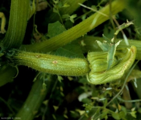 Mancha evolucionada en la fruta del calabacín: los tejidos están ahuecados y han adquirido un tinte beige.  <b> <i> Cladosporium cucumerinum </i> </b> (Cladosporiosis).