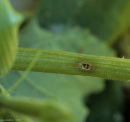 Detalle de una lesión de cancro en el pecíolo de calabacín.  <b> <i> Cladosporium cucumerinum </i> </b> (cladosporiosis).