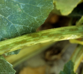 En este pecíolo se han formado numerosas lesiones húmedas de color verde oscuro a parduzco.  <b> <i> Cladosporium cucumerinum </i> </b> (cladosporiosis).