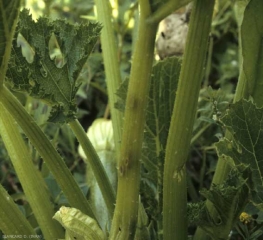 Las lesiones en los pecíolos se vuelven canarias, los tejidos centrales colapsan y desaparecen.  <b> <i> Cladosporium cucumerinum </i> </b> (cladosporiosis).