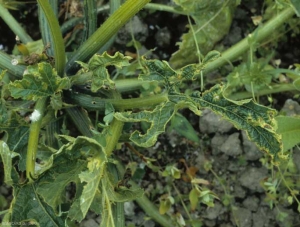 Estas hojas jóvenes fueron atacadas precozmente, las numerosas lesiones necróticas formadas están en el origen de su deformación tras el desarrollo del limbo.  <b> <i> Cladosporium cucumerinum </i> </b> (cladosporiosis).