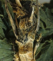 Una lesión de color verde oscuro es visible en este tallo de calabacín.  <b> <i> Didymella bryoniae </i> </b>.