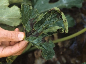 Varias manchas con áreas de color marrón a negruzco, necróticas, son claramente visibles en esta hoja joven de calabacín.  <i> <b> Phytophthora capsici </b> </i>