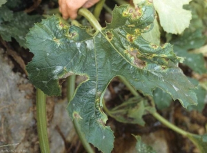 Estas lesiones bastante recientes a veces están rodeadas por un halo amarillo más o menos marcado.  <i> <b> Phytophthora capsici </b> </i>