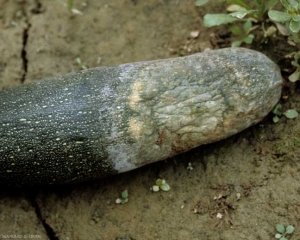 Este calabacín está podrido en su extremo estilar;  notamos la presencia de un fieltro blanco en la periferia y un moco blanquecino formado por bacterias mezcladas con muchísimos esporangios del hongo.  <b> <i> Phytophthora capsici </i> </b>