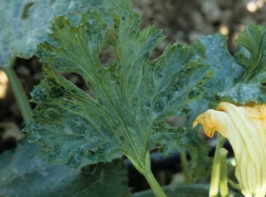 Ampollas débiles que cubren parcialmente el limbo de una hoja de calabacín. <b><i>Papaya ring spot virus</i></b>, PRSV.