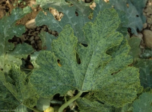 Un mosaic en pequeñas manchas angulares se ha generalizado a esta hoja de calabacín.. <b><i>Zucchini yellow mosaic virus</i></b>, ZYMV.