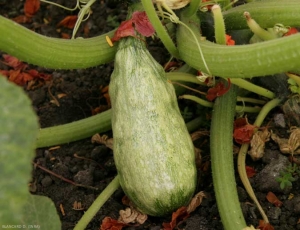 Fruta de calabacín deformada más discretamente en toda su superficie. <b><i>Zucchini yellow mosaic virus</i></b>, ZYMV.