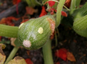 Se desarrollaron dos ampollas en este calabacín joven. <b><i>Zucchini yellow mosaic virus</i></b>, ZYMV.