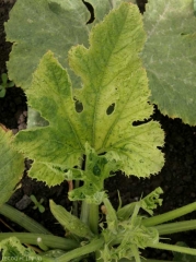 Esta hoja de calabacín ligeramente en mosaico es bastante clorótica.<b><i>Zucchini yellow mosaic virus</i></b>, ZYMV.