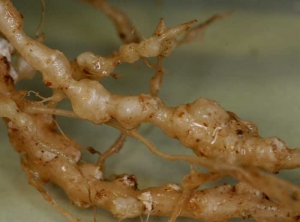 Detalle de cadenas de gales blancas nacaradas sobre raíces de calabacín.  <b> <i> Meloidogyne </i> sp.  </b> (nematodos agalladores)