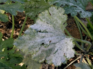 La parte superior de esta hoja de calabacín ahora está cubierta de mildiú polvoriento.  <i> <b> Podosphaera xanthii </b> </i> o <b> <i> Golovinomyces cichoracearum </i> var.  <i> cichoracearum </i> </b> (oidio).