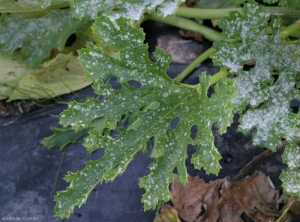 Varias manchas blancas de polvo se desarrollaron en el limbo de esta hoja de calabacín <i> <b> Podosphaera xanthi </b> </i> o <b> <i> Golovinomyces cichoracearum </i> var.  <i> cichoracearum </i> </b> (Oidio).