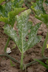 Se desarrollaron manchas blancas de polvo debajo del limbo de esta hoja de calabacín <i> <b> Podosphaera xanthi </b> </i> o <b> <i> Golovinomyces cichoracearum </i> var.  <i> cichoracearum </i> </b> (Oidio).