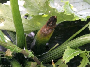 El final de esta fruta de calabacín está muy arrugado.  <b> Necrosis apical </b>