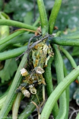 Pudrición de los tejidos externos del tallo;  estos han adquirido un tinte negruzco y están en proceso de licuefacción.  <b> <i> Pectobacterium carotovorum </i> subsp.  <i> carotovorum </i> </b>