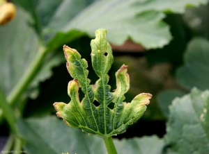 Amarilleo y necrosis de la periferia de una hoja joven de calabacín.  <b> Fitotoxicidad </b>