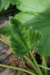 <b> Fitotoxicidad </b> con producto basta en hoja de calabacín.  El amarilleo difuso intervenoso y la deformación del limbo lo caracterizan.