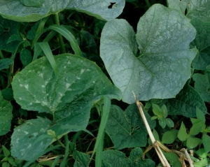 Hoja afectada por <b> plateado </b> en comparación con una hoja aparentemente sana.