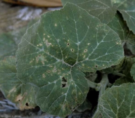 Pequeñas manchas de cladosporiosis en hojas de calabaza.  El tejido necrótico se ha caído, lo que le da a la hoja una apariencia acribillada.  <b> <i> Cladosporium cucumerinum </i> </b> (cladosporium).