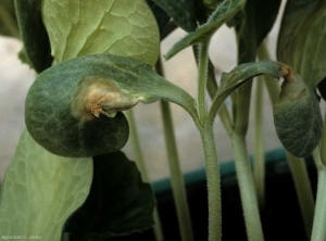 Los dos colytledons de esta plántula de calabaza de una semilla contaminada muestran una lesión de color verde oscuro que se necrosa gradualmente.  <b> <i> Didymella bryoniae </i> </b>.