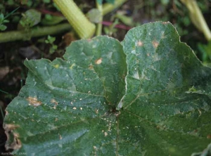 Algunas manchas marrones y necróticas son visibles en la hoja de esta hoja de calabaza.  <b> <i> Didymella bryoniae </i> </b>.