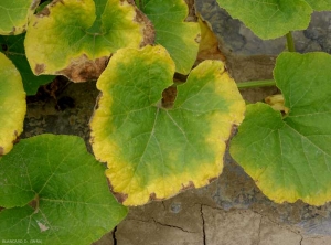 Detalle de una hoja amarillenta en la periferia del limbo;  los tejidos más externos se necrosan gradualmente.  <b> falta de agua </b>