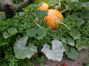 Ataque de oidioo en las hojas inferiores de un tallo de calabaza. <i> <b> Podosphaera xanthi </b> </i> o <b> <i> Golovinomyces cichoracearum </i> var. <i> cichoracearum </i> </b> (oidio). 