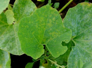 Las manchas cloróticas reflejan atípicamente un ataque de oidio en una hoja de calabaza.  <i> <b> Podosphaera xanthi </b> </i> o <b> <i> Golovinomyces cichoracearum </i> var.  <i> cichoracearum </i> </b> (oidio).