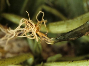 El cuello de esta plántula de calabaza está completamente ceñido.  El tejido más o menos podrido es de color verde oscuro en algunos lugares, marrón y descompuesto en otros.  <b> <i> Phytophthora capsici </i> </b> (pudrición de la corona y la raíz)