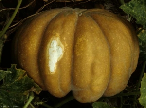 <b> Quemadura de sol </b> en calabaza.