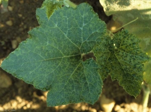 Mosaico sobre hojas de calabaza: principiante en el de la izquierda, más marcado en el de la derecha. <b><i>Zucchini yellow mosaic virus</i></b>, ZYMV.