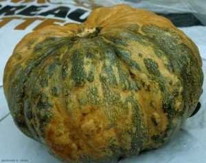 Calabaza muy irregular y deformada bajo la influencia del parasitismo del <b><i>Zucchini yellow mosaic virus</i></b>, ZYMV.