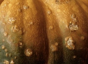 Calabaza parcialmente cubierta con pequeñas grietas corchosas elevadas, a veces pegajosas.  <i> <b> Xanthomonas cucurbitae </b> </i> (manchas bacterianas).