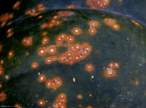 Otro ejemplo de manchas de cancro, a veces pegajosas, rodeadas por un halo amarillo anaranjado en frutos verdes.  <i> <b> Xanthomonas cucurbitae </b> </i> (manchas bacterianas).