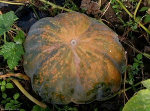 La presión del inóculo en <i> <b> Xanthomonas cucurbitae </b> </i> es fuerte;  esta calabaza está cubierta de numerosas lesiones circulares, descoloridas y húmedas (manchas bacterianas).